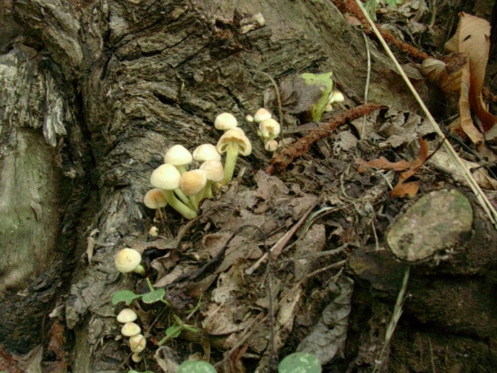 815 Ottobre vecchio ritrovamento